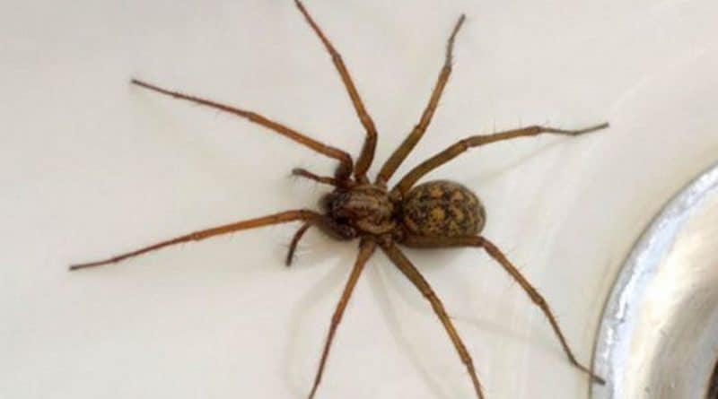 5 Most Common Spiders in Houses