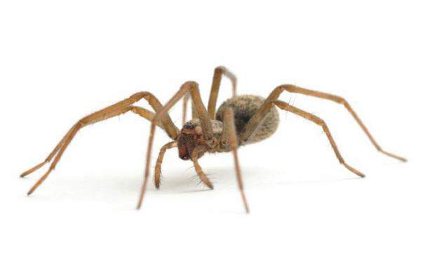 How to get rid of Spiders bli kvitt edderkopper